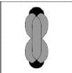 選項 A