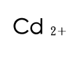 選項 C