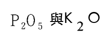 選項 C